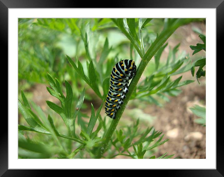 Chenille Framed Mounted Print by mazet aurelia