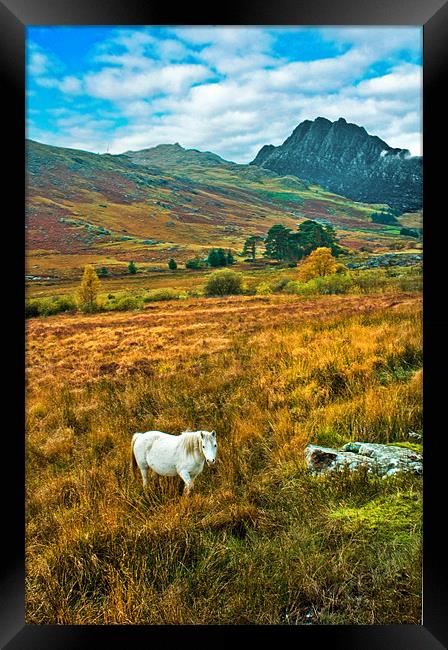 The White Horse. Framed Print by Jim kernan