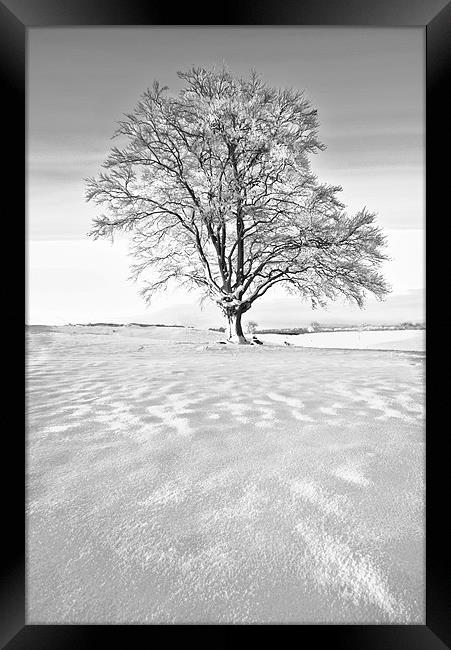 The Frozen Tree Framed Print by Jim kernan