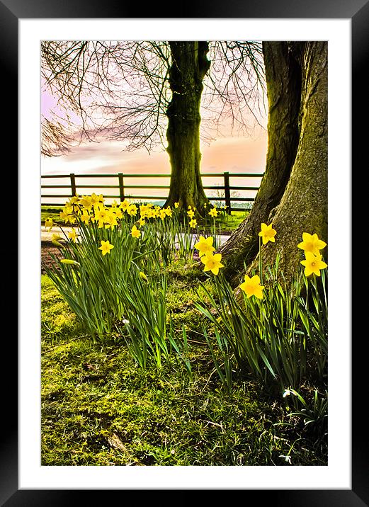 Daffodils Framed Mounted Print by Jim kernan