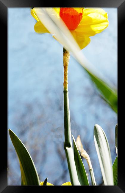 daffodil1 Framed Print by Jenny Purdy