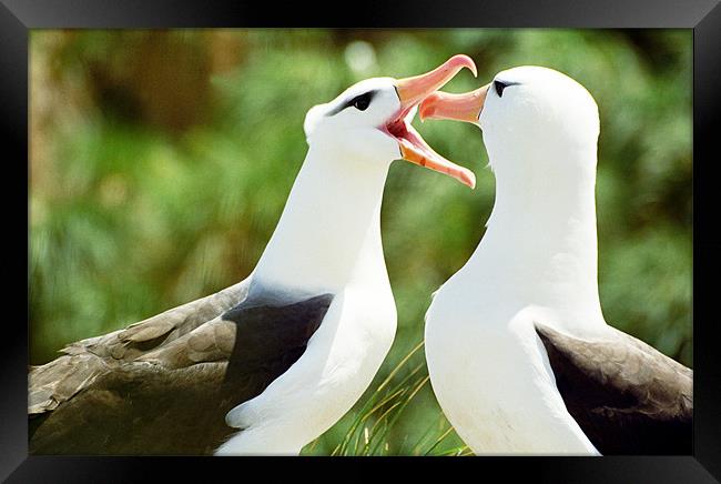 Mating Albatross Framed Print by Jenny Purdy