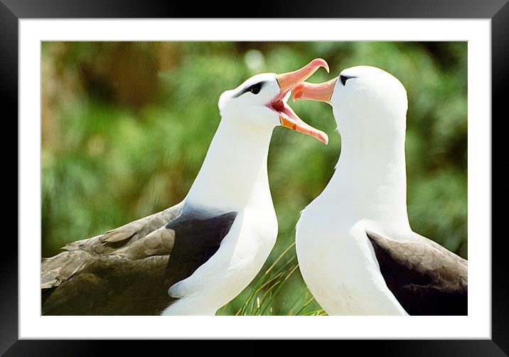Mating Albatross Framed Mounted Print by Jenny Purdy