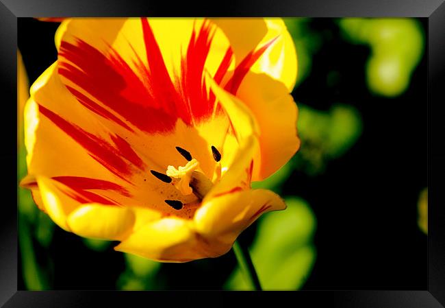 yellow flower detail Framed Print by Jenny Purdy