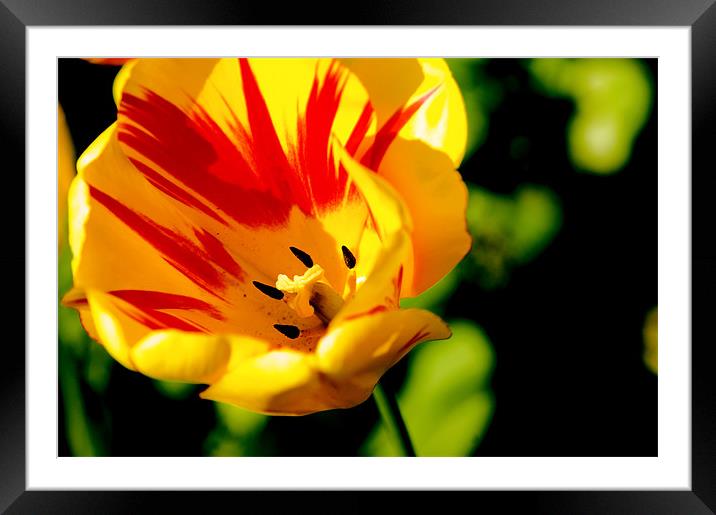 yellow flower detail Framed Mounted Print by Jenny Purdy