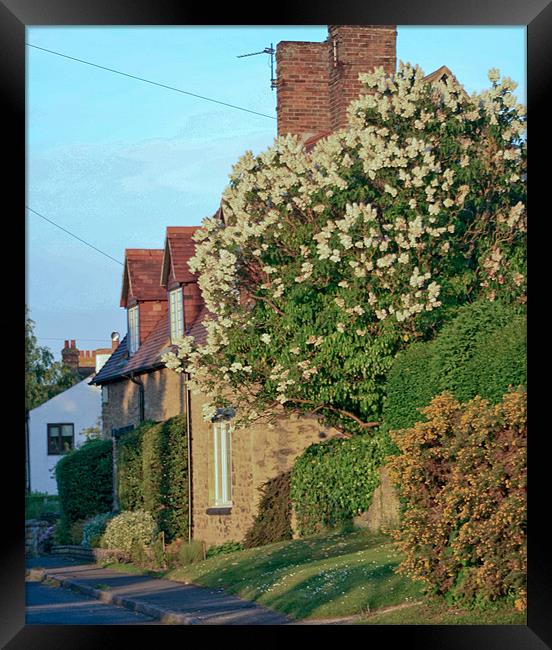 Cottage  Framed Print by Kevin West