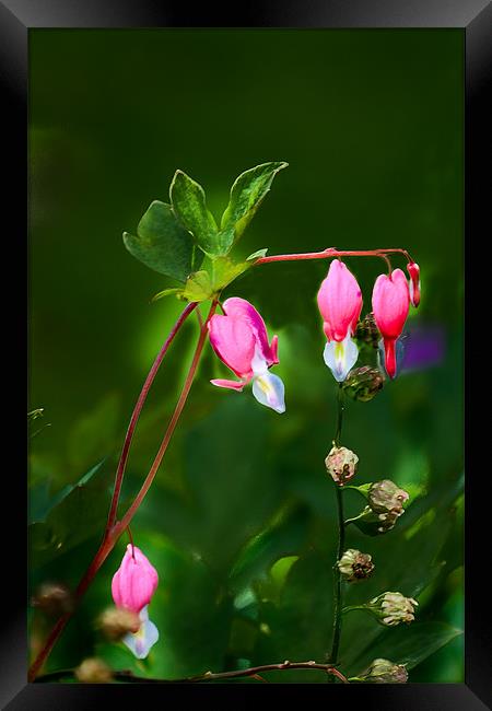Dicentra 1 Framed Print by Kevin West
