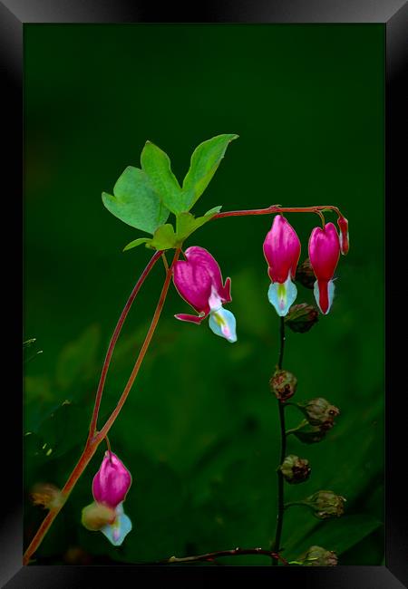 Dicentra 2 Framed Print by Kevin West