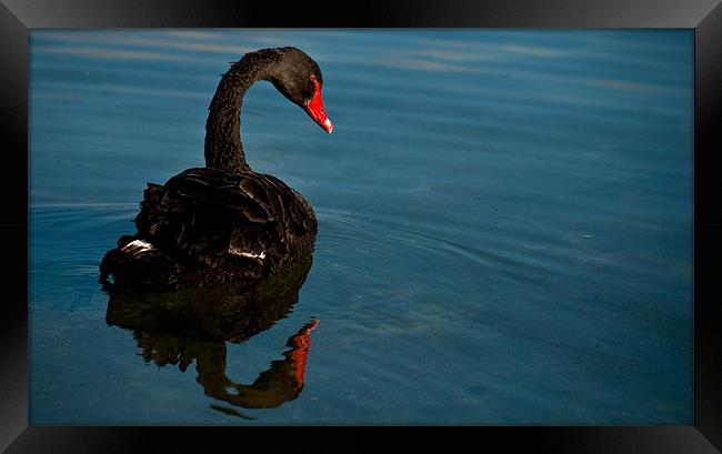 Black Swan Framed Print by Alexander Mieszkowski