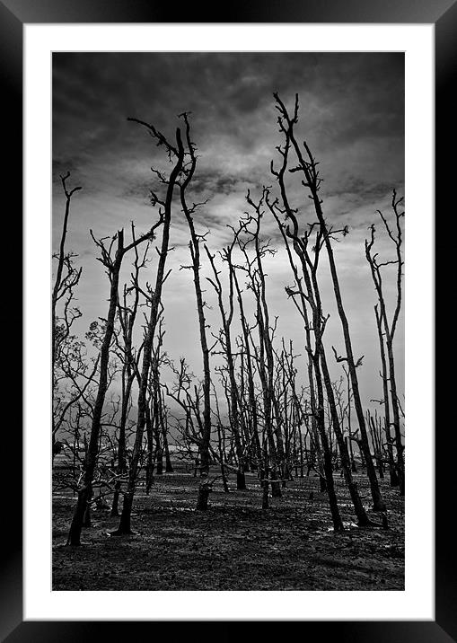 Dead Tree Forest Framed Mounted Print by Alexander Mieszkowski