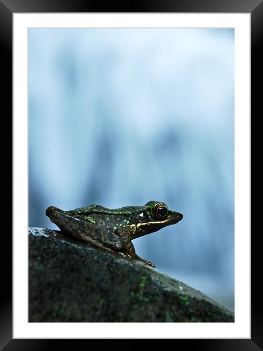 Rainforest Frog Framed Mounted Print by Alexander Mieszkowski