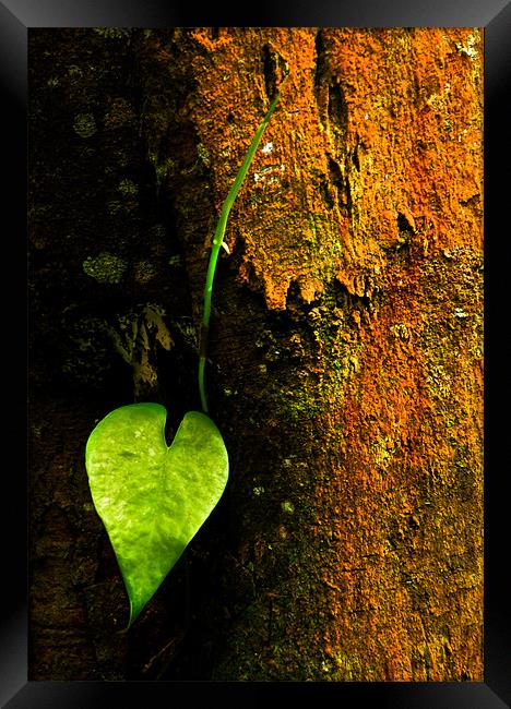 Leaf Love Framed Print by Alexander Mieszkowski