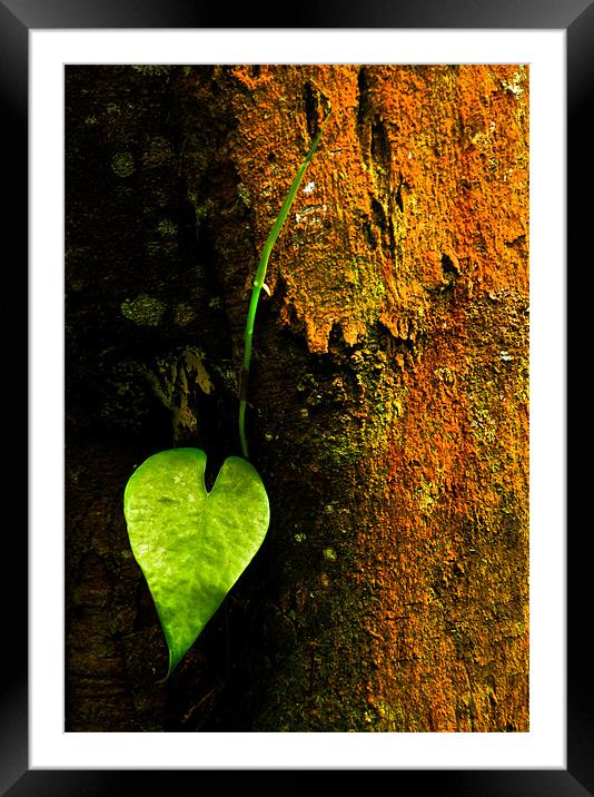 Leaf Love Framed Mounted Print by Alexander Mieszkowski
