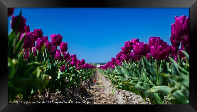 Purple Tulip Avenue Framed Print by James Buckle