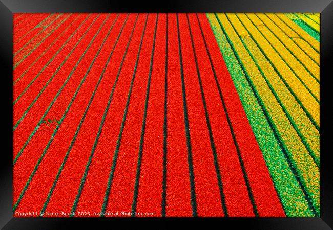 Tulip Fields from above Framed Print by James Buckle