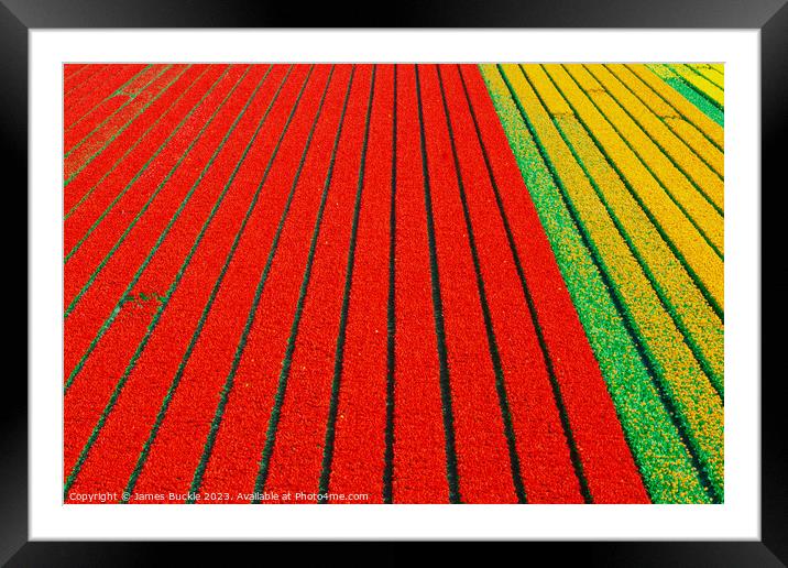 Tulip Fields from above Framed Mounted Print by James Buckle