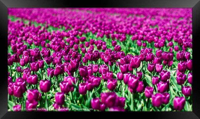 Purple Tulip Field Framed Print by James Buckle