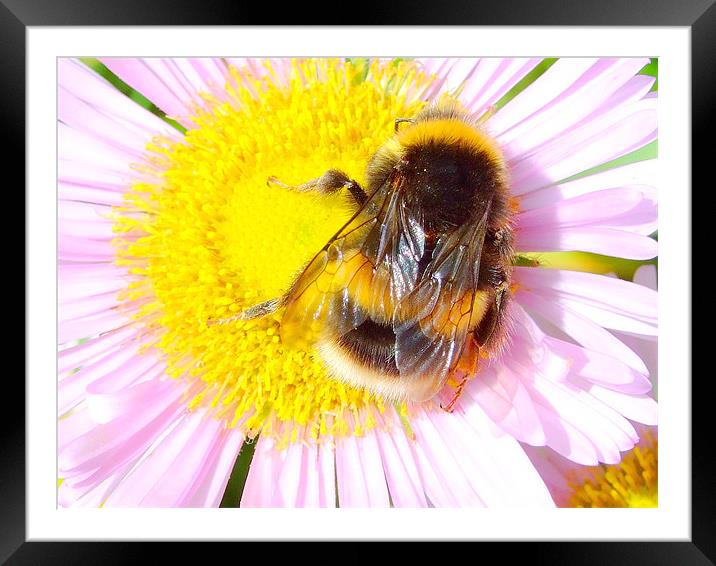 Bumble Bee Framed Mounted Print by Christopher Humphrey
