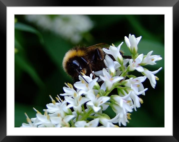 Bee On A White Flower Framed Mounted Print by Christopher Humphrey