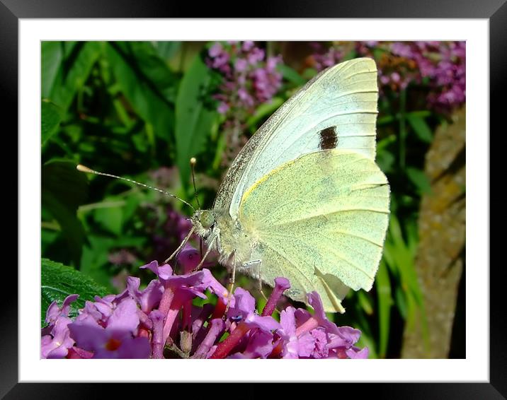 Cabbage Butterfly Framed Mounted Print by Christopher Humphrey