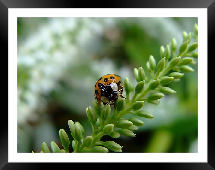 Lonely Ladybird Framed Mounted Print by Christopher Humphrey
