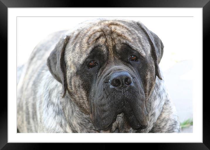 'Remo' Old English Mastiff Framed Mounted Print by alex louis