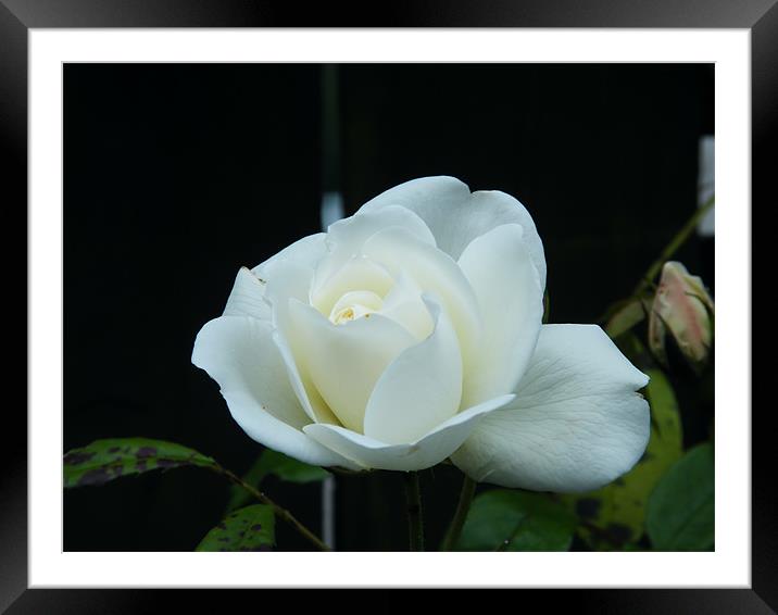 White Rose  Framed Mounted Print by Julie Humphrey