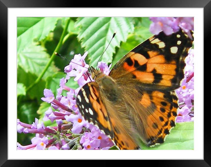 Painted Lady Framed Mounted Print by Julie Humphrey