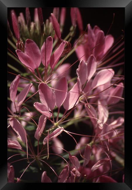 Cleome Close and Personal 3703_9652 Framed Print by Judith Schindler-Domser