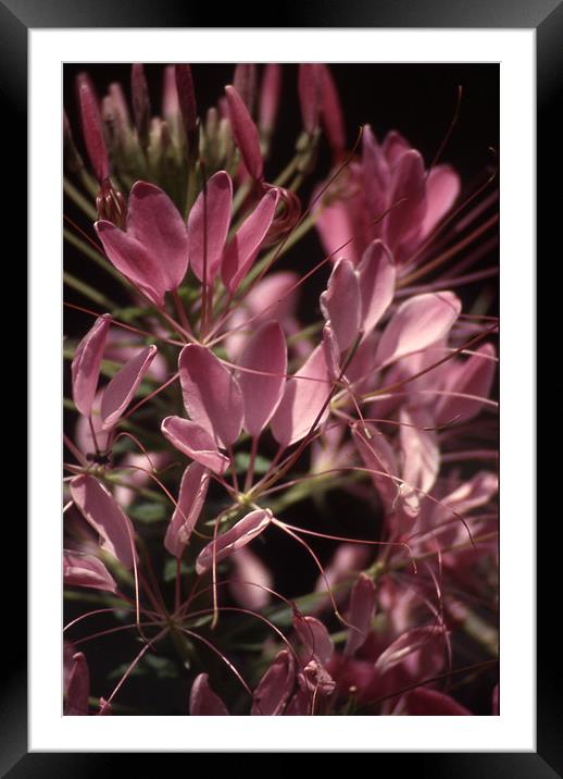 Cleome Close and Personal 3703_9652 Framed Mounted Print by Judith Schindler-Domser