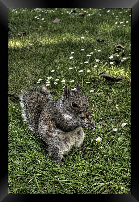 Squirrel Framed Print by Jakobp Bolinder