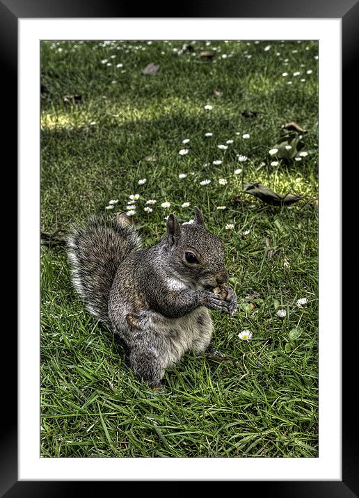 Squirrel Framed Mounted Print by Jakobp Bolinder