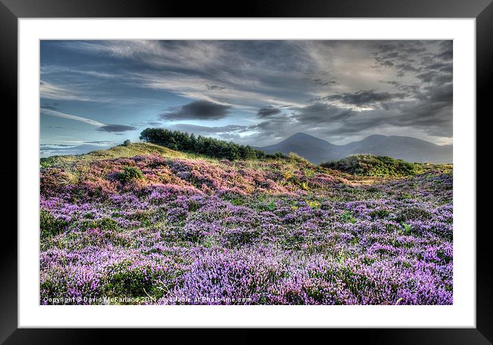 Mourne Heather Framed Mounted Print by David McFarland