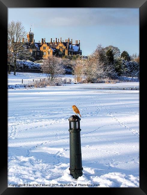 Robin, King of the Castle Framed Print by David McFarland