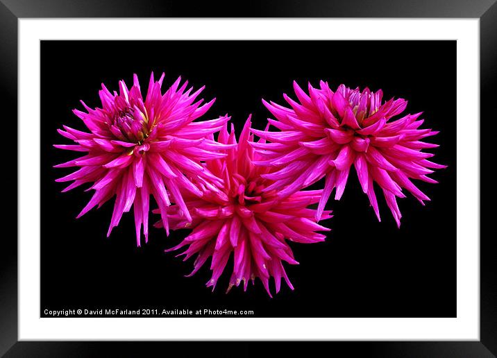Dahlia delight Framed Mounted Print by David McFarland