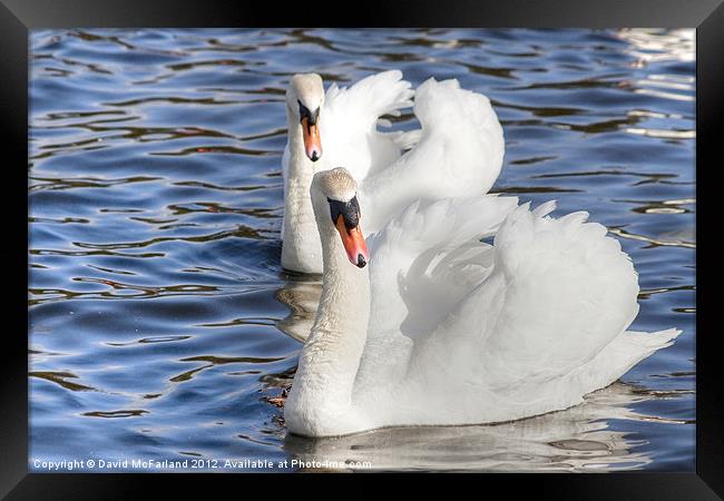 Synchronized Swanning Framed Print by David McFarland