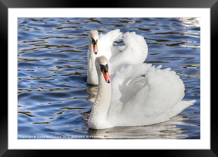 Synchronized Swanning Framed Mounted Print by David McFarland
