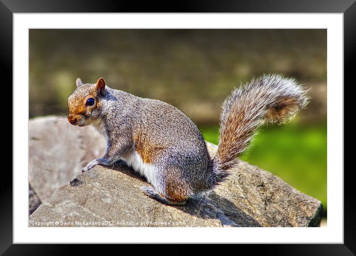 Who pinched my nuts? Framed Mounted Print by David McFarland