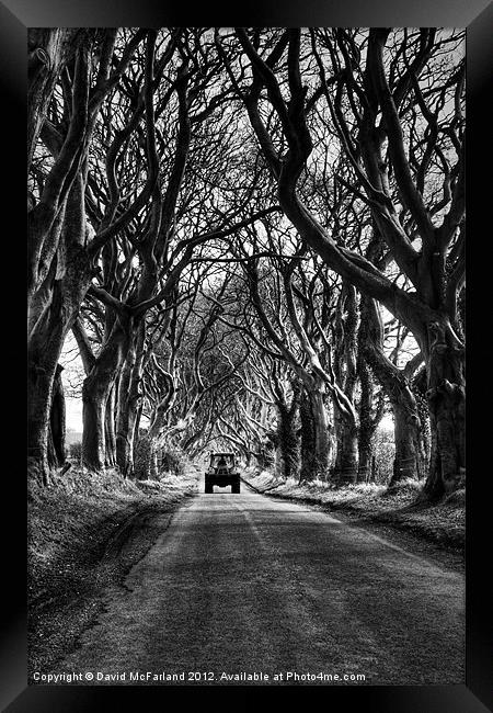 Working under Dark Hedges Framed Print by David McFarland