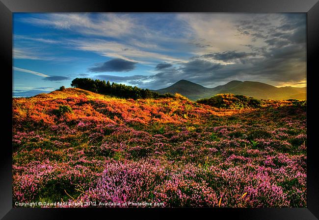 Blooming heather in the Mournes Framed Print by David McFarland