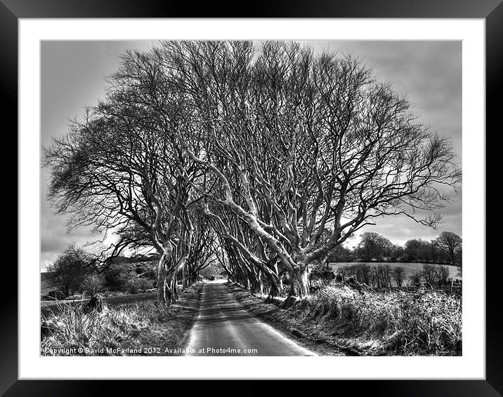 Light in the Dark Hedges Framed Mounted Print by David McFarland