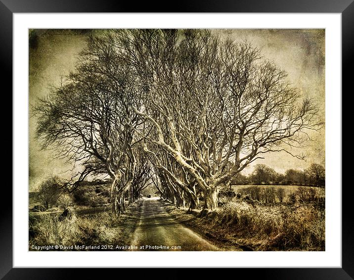 winter in the  Dark Hedges Framed Mounted Print by David McFarland