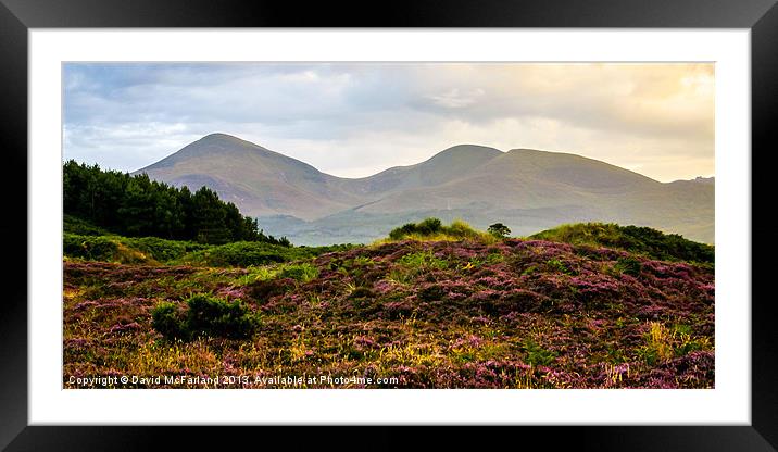 Mourne Mountain heather Framed Mounted Print by David McFarland