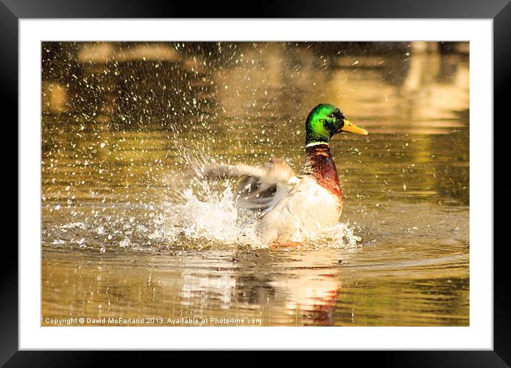 Like a duck to water Framed Mounted Print by David McFarland