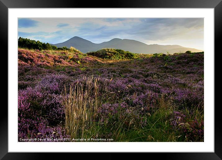 Mournes heather Framed Mounted Print by David McFarland