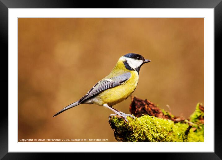 A great tit  Framed Mounted Print by David McFarland