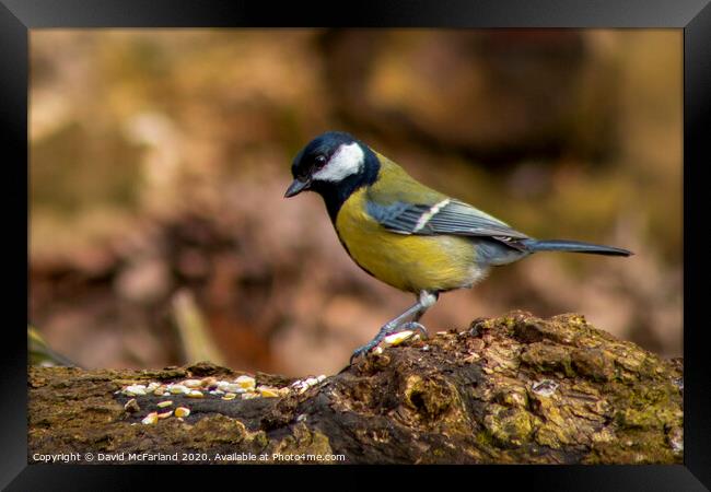 A great tit feeding Framed Print by David McFarland