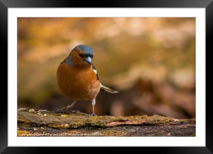 Chaffinch Framed Mounted Print by David McFarland
