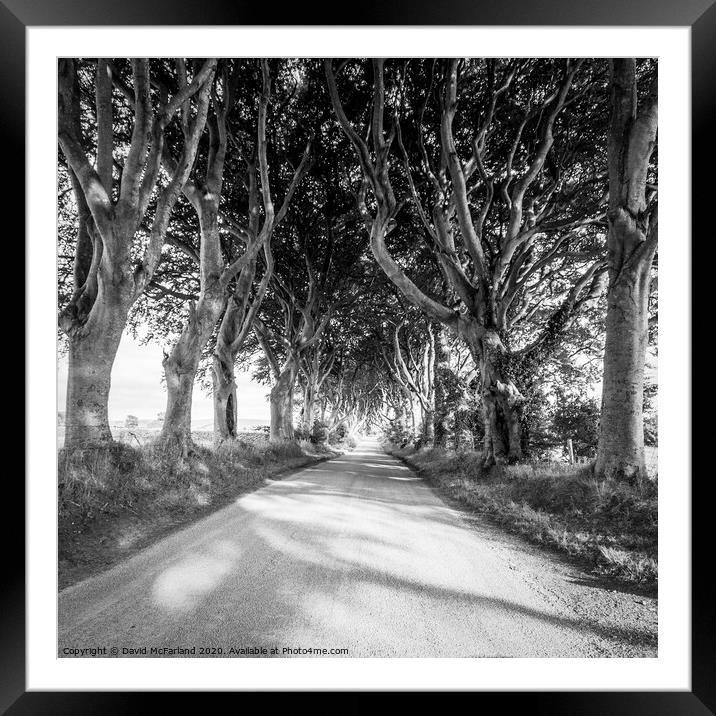 Light in the Dark Hedges in Northern Ireland Framed Mounted Print by David McFarland