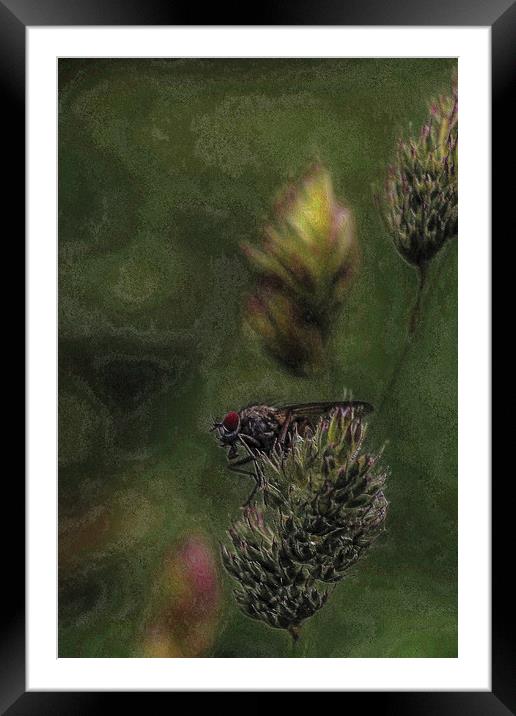 Arty-Fly Framed Mounted Print by Martin Parkinson